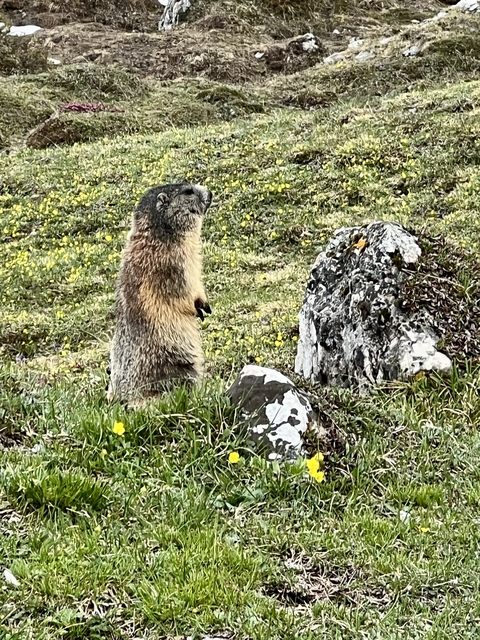 A marmot standing in grass beside rocks, looking alert.