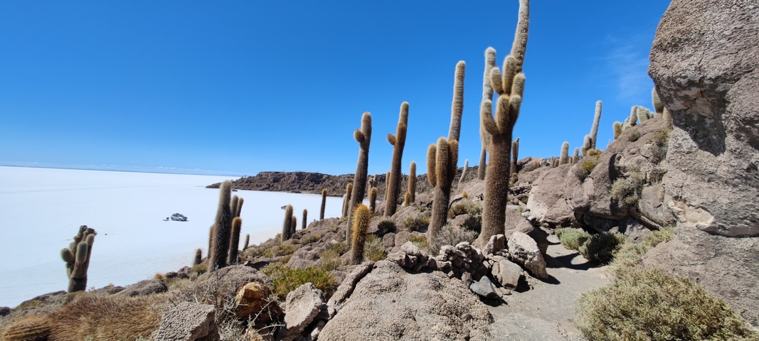 Desert landscape with tall cacti and a clear blue sky.