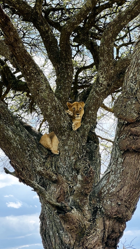 Lion resting on a tree branch.