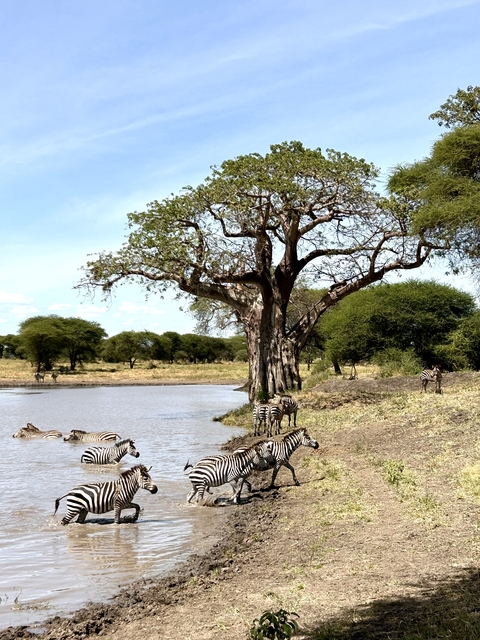 Zebras at a waterhole under a large tree in the savanna.