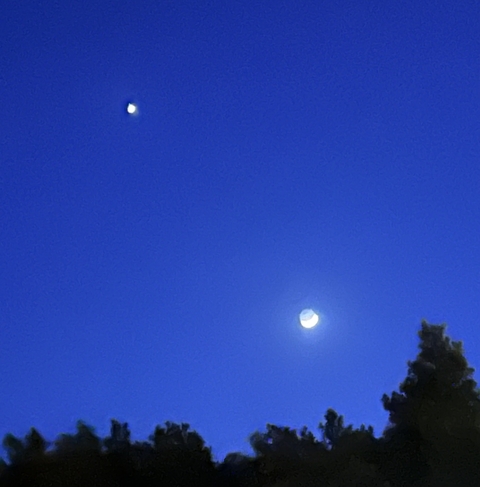 A night sky with a moon and tree silhouette.