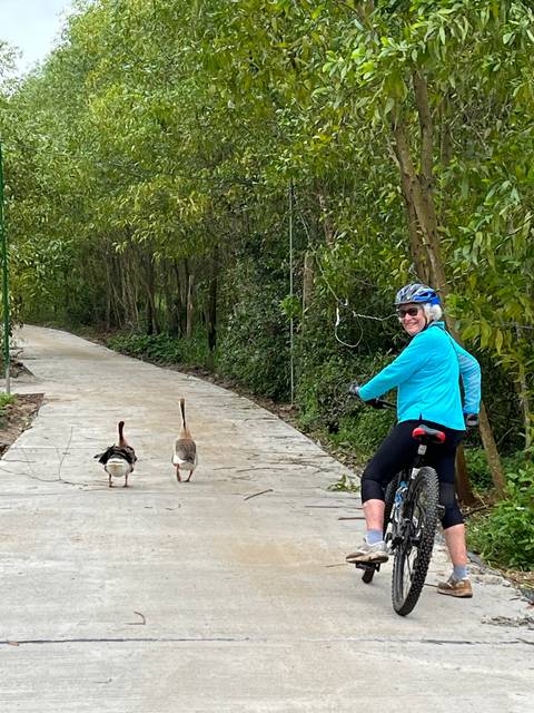 Person on a bicycle near some ducks.