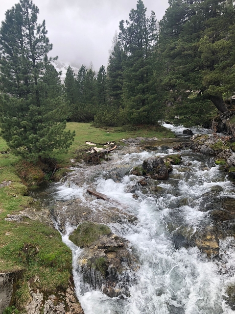 A small river flowing through a forest.