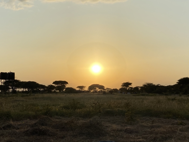 Sunset over a savannah with silhouettes of trees.