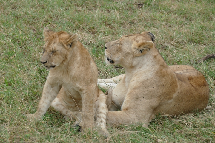 A blurry image of a lioness and cub lying on the grass.