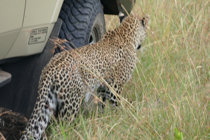 A blurry image of a leopard near a vehicle.