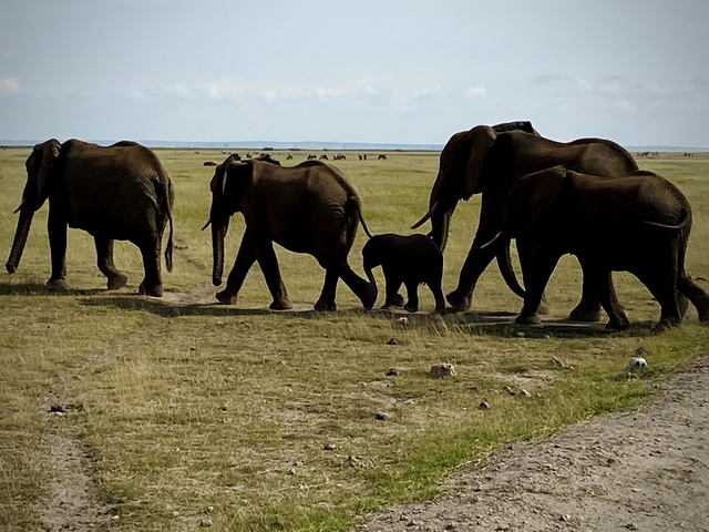       A group of elephants walking on a grassland.
  