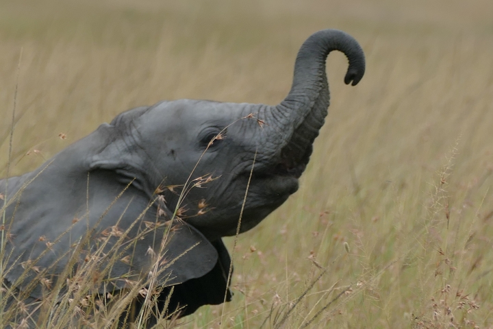 Close-up of an elephant calf with its trunk raised.