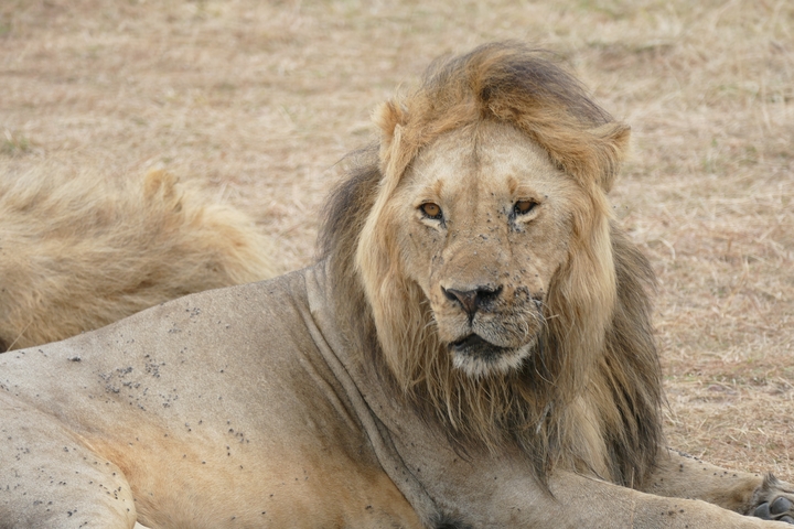       A majestic lion lying on the ground.
  