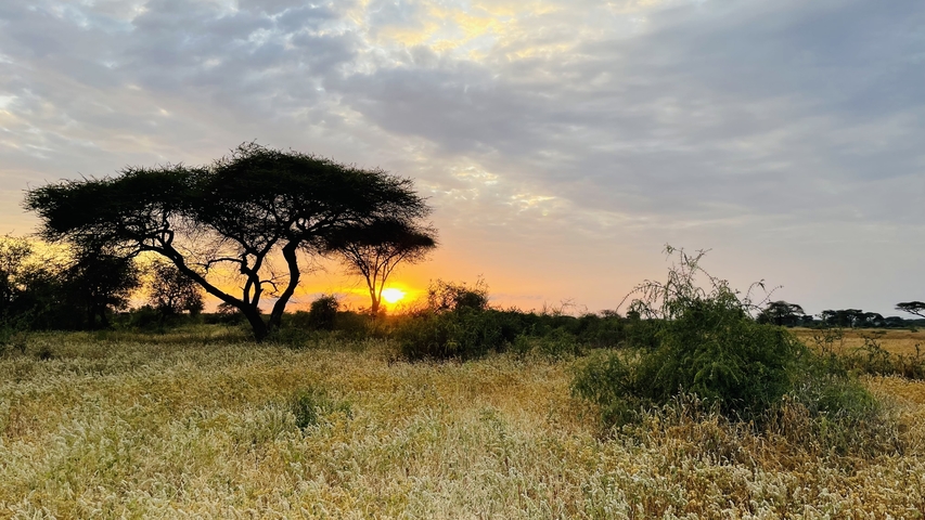 A sunset over a savannah landscape with acacia trees.