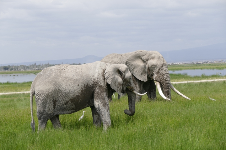       Two elephants grazing near a lake.
  