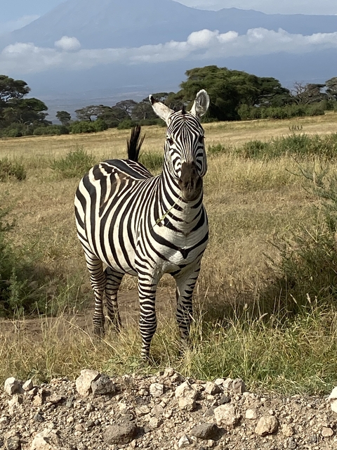       A zebra standing on grassy plain.
  