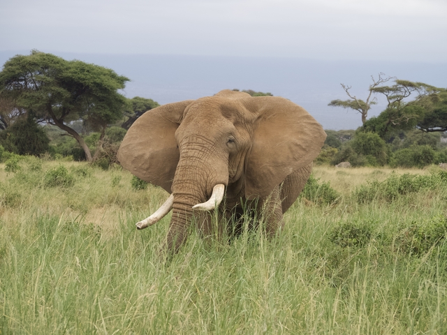       An elephant standing in a grassy field.
  