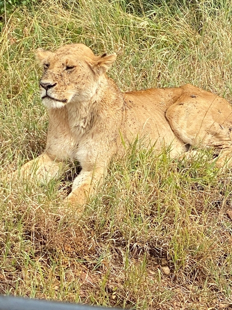       A lioness resting on grassy terrain.
  