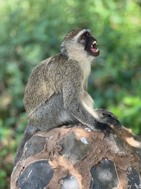       A close-up of a baboon sitting on a rock.
  