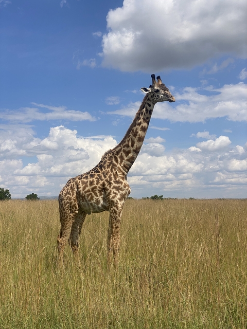 A tall giraffe in a grassy field with cloudy sky.