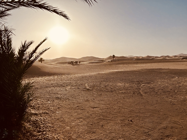 Desert landscape with camels in the distance under the sun.