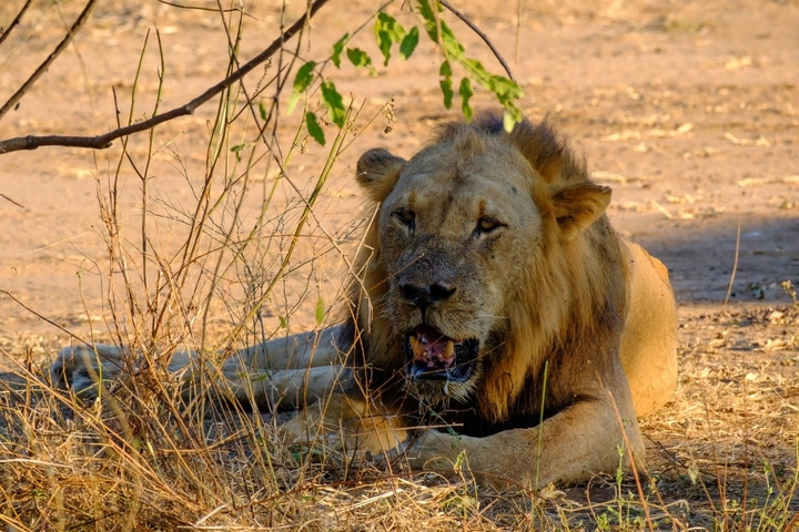 Lion lying on the ground under a tree.