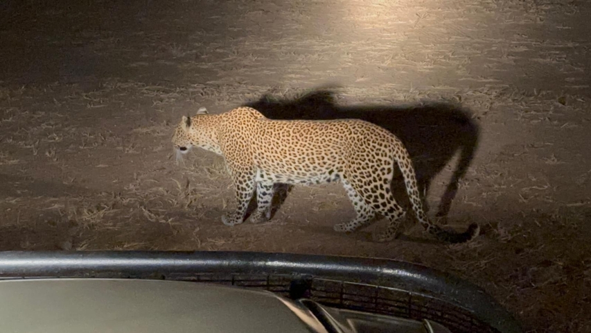 Leopard walking under a spotlight at night.