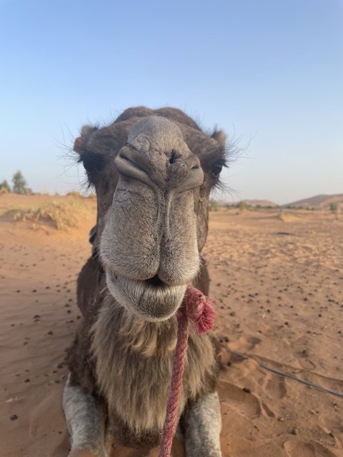       Close-up of a camel's face in the desert.
  