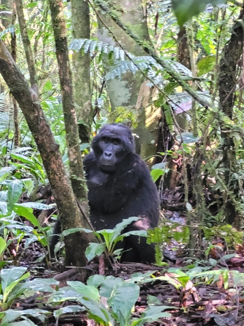 Gorilla in a forest setting surrounded by greenery.