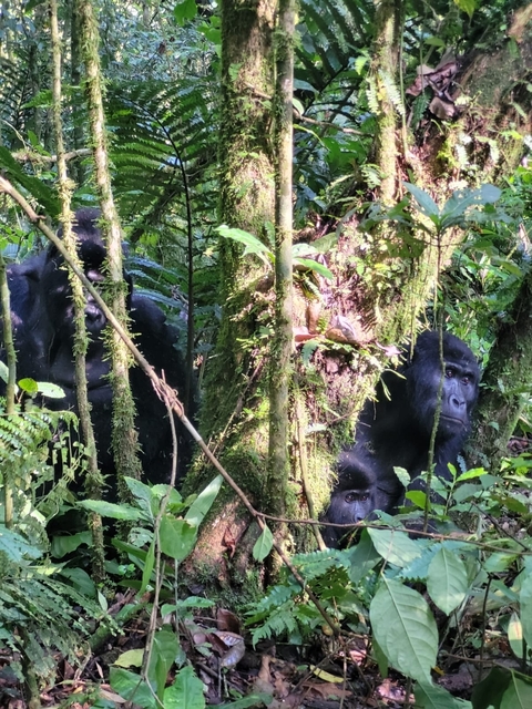 Two gorillas in a dense forest setting.