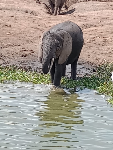 Elephant drinking water from a lake or river.