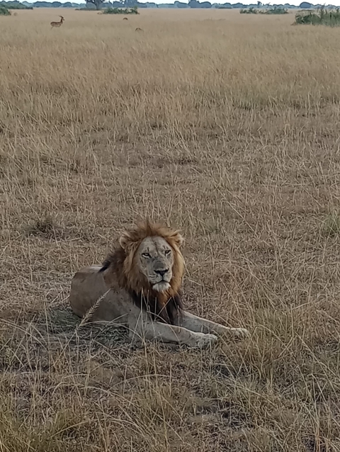 Lion lying in a dry grass plain.