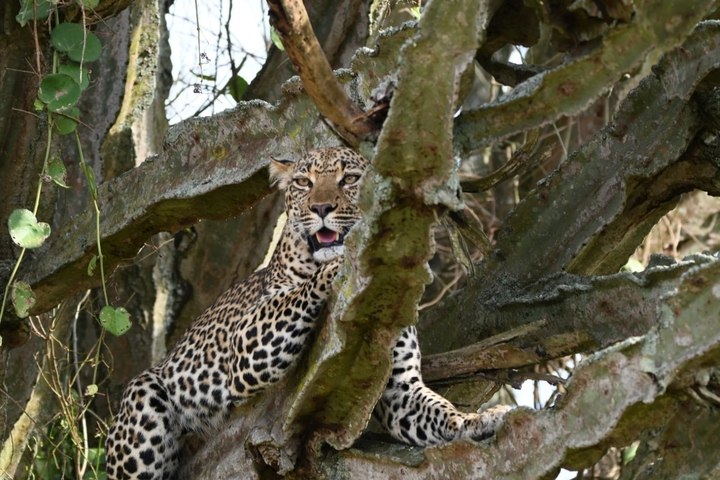       Leopard sitting in a tree, partially obscured by branches.
  