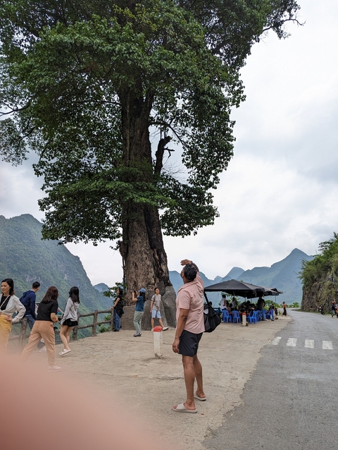       People gathered around a large tree in a hilly region.
  