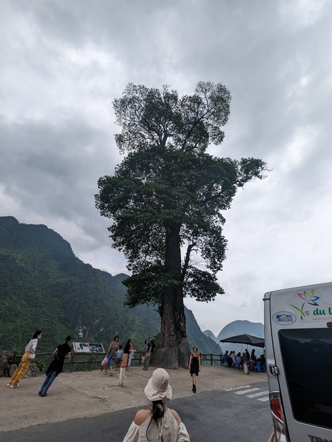       Tall tree in front of a mountainous backdrop.
  