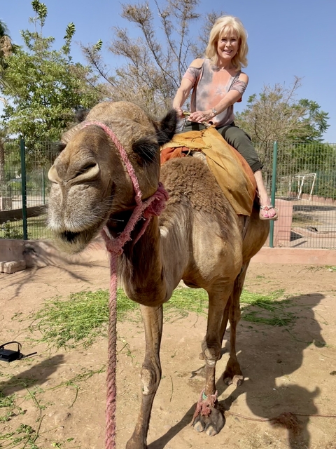       Camel with a person riding it in a fenced area
  