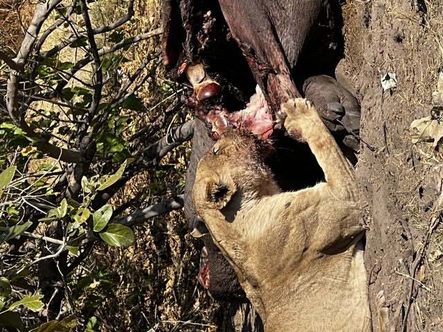 Lion eating prey in a natural setting