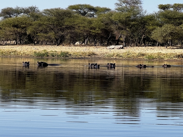 Group of hippos in a river with trees in the background