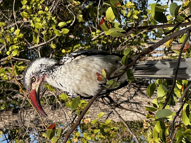 Bird sitting on a branch in a forest