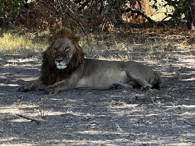 Lion resting under the shade of trees