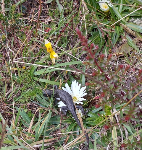 Close-up of a lizard on a flower amid grass and wildflowers.
