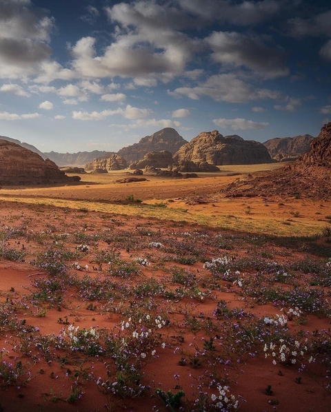 Desert landscape with rocky hills and small flowers