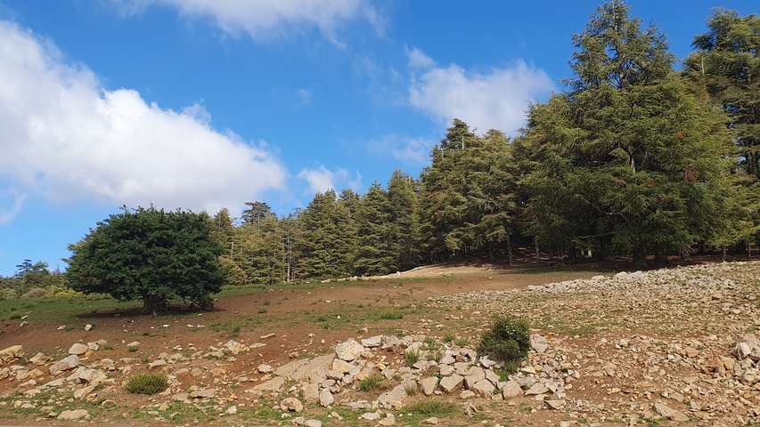       Forest scene with a solitary green tree and rocky ground.
  