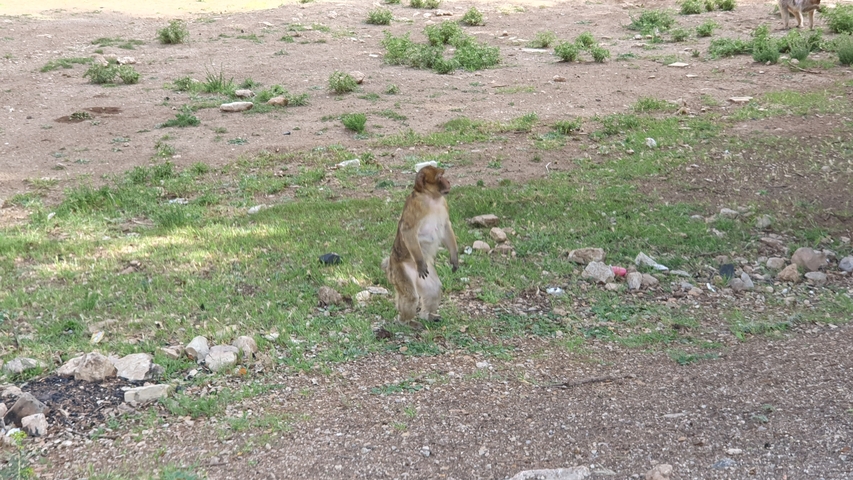       Monkey standing on hind legs in a forested area.
  