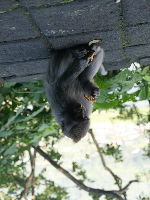       A monkey eating with greenery in the background.
  