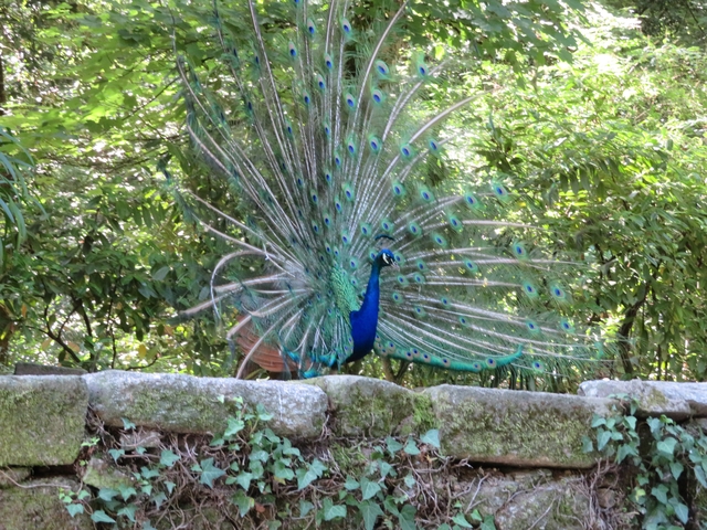       A peacock with open feathers in a garden.
  