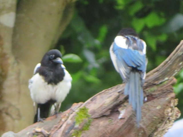      Two birds on a tree branch.
  