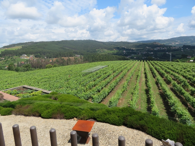       Vineyards with hills and houses in the background.
  