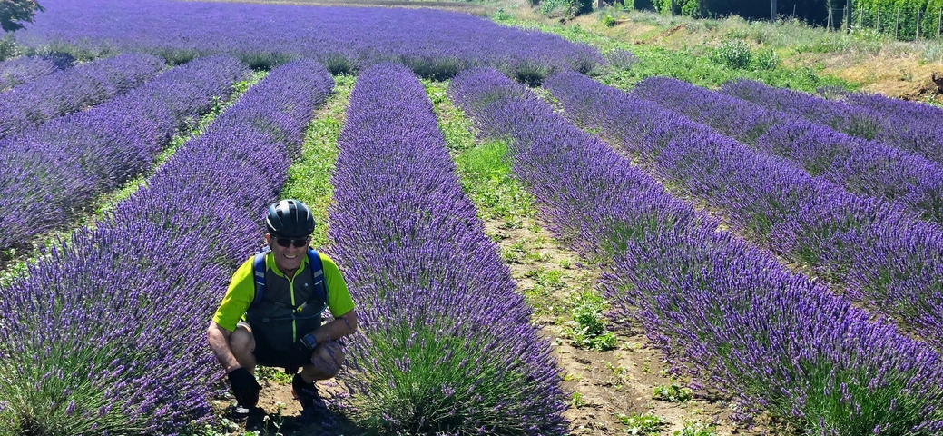 Cyclist posing in a vast lavender field.