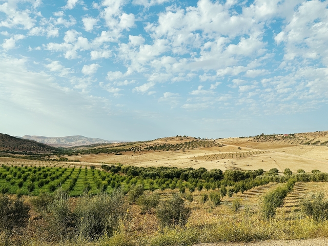       Agricultural fields and rolling hills
  