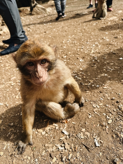       Close-up of a monkey sitting on the ground
  