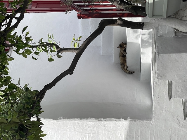       Cat lounging on whitewashed stairs under a tree branch.
  