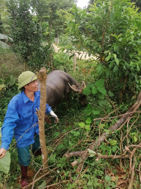       Man leading a buffalo through a lush landscape.
  
