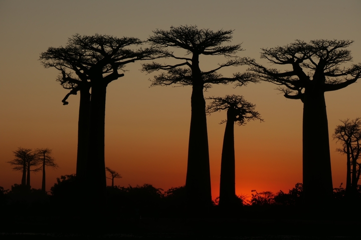       Baobab trees silhouetted against a sunset sky.
  